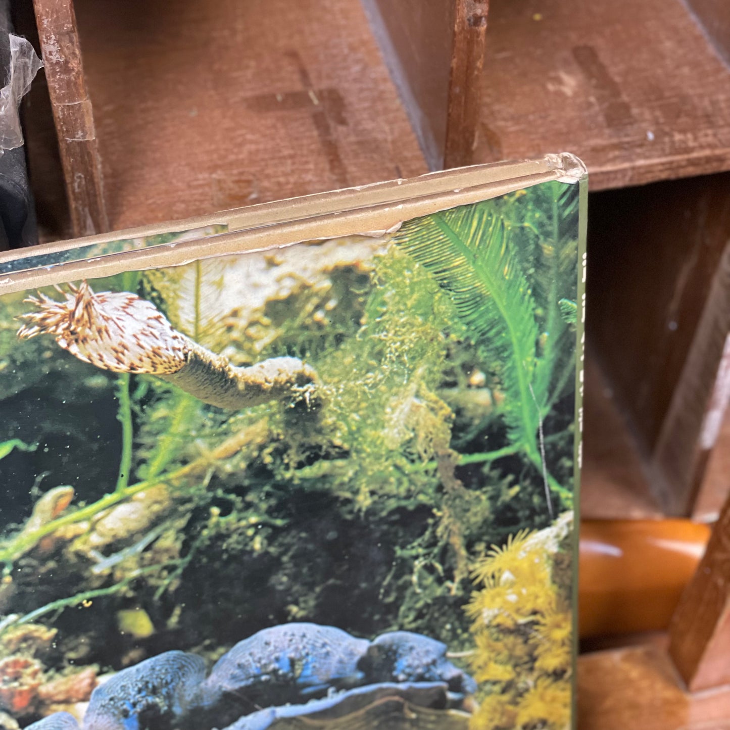 海洋公園教育叢書-海洋生物奇觀