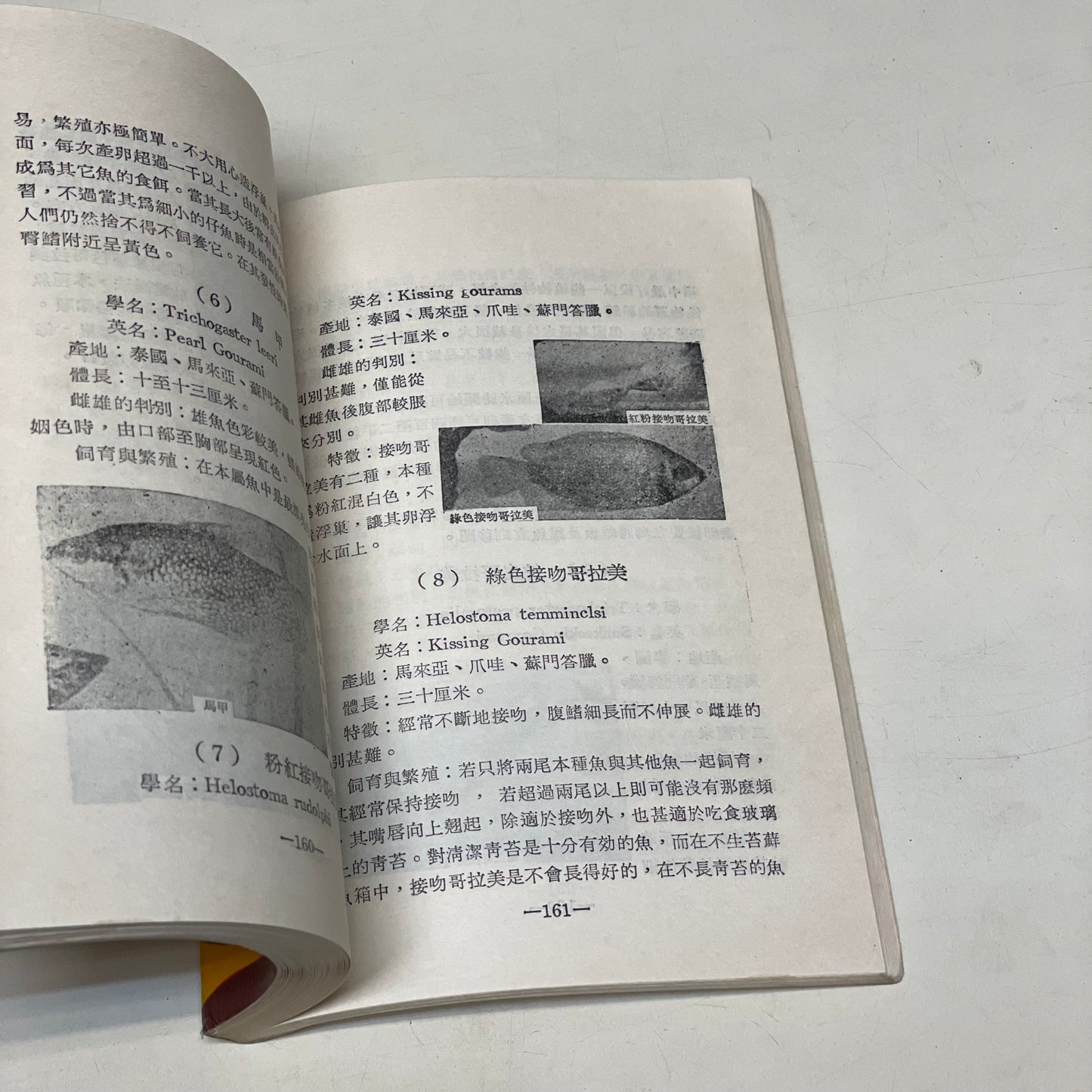 熱帶魚養殖法